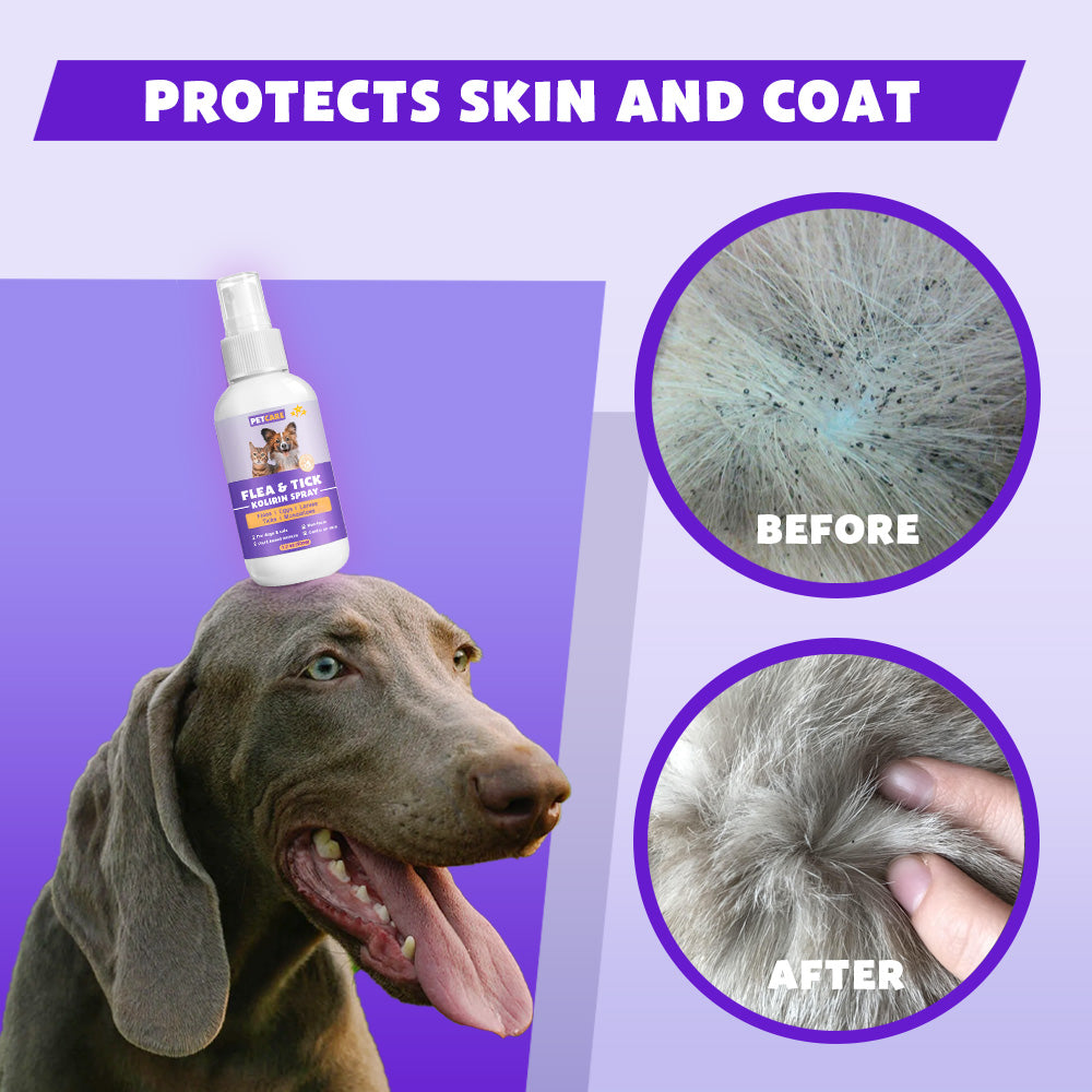 💥 2025 Limited Offer 70% ️⏳ PetCare™ Flea & Tick Kolirin Spray